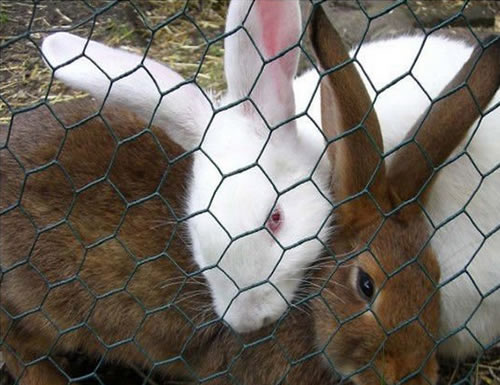 Chicken Wire Used for Rabbit Fencing